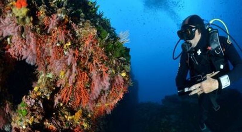 Baptême de plongée à Belvedere-Campomoro
