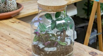Atelier terrarium à Reims
