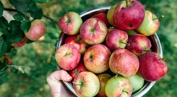 Visite dégustation dans une cidrerie près de Quimper
