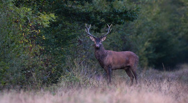 Sortie d'observation du cerf dans la Forêt des Bertranges près de Nevers