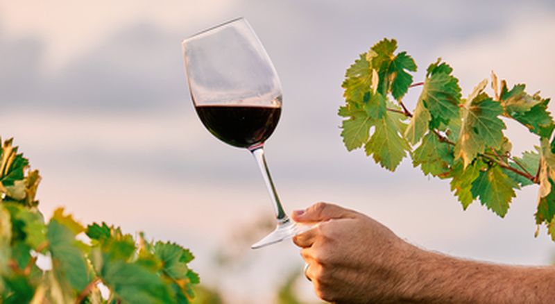 Visite de cave et dégustation de vins à Veyre-Monton près de Clermont-Ferrand