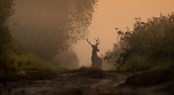Balade à la lanterne et Soirée brame du cerf à Nevers