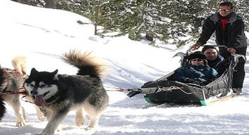 Balade en Chien de Traineau à Névache dans la vallée de la Clarée