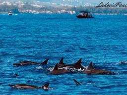 Observation des dauphins et baleines à Saint-Gilles-les-Bains, La Réunion