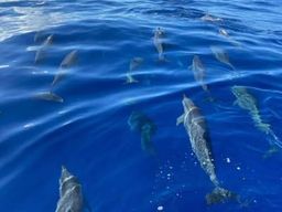 Observation des dauphins et baleines à Saint-Gilles-les-Bains, La Réunion