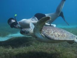 Excursion snorkeling avec les tortues en catamaran aux Anses-d'Arlet, Martinique
