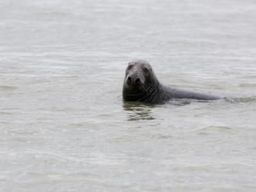 Randonnée guidée et observation des phoques en Baie de Somme