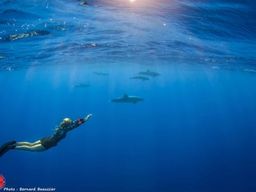 Excursion guidée de snorkeling avec les dauphins à Rangiroa