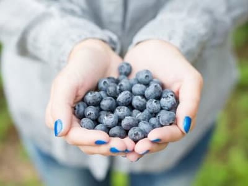 Cueillette de baies dans la nature avec barbecue au départ de Rovaniemi