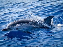 Observation des cétacés dans le sanctuaire Pélagos depuis Monaco