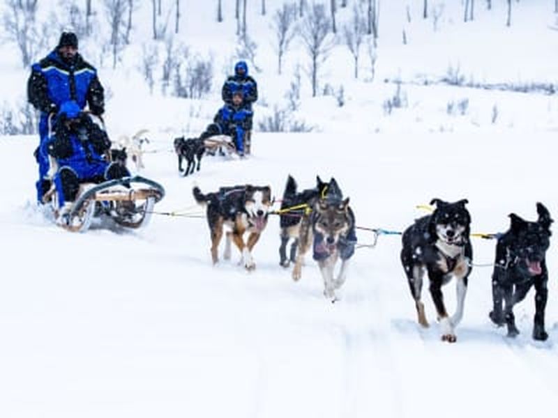 Conduite de chiens de traîneau près des Alpes de Lyngen depuis Tromsø