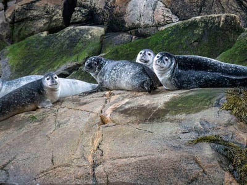 Croisière d'observation des phoques sur le Saint-Laurent depuis Tadoussac et Baie-Sainte-Catherine