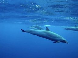Observation des dauphins et baleines aux Trois-Îlets, Martinique