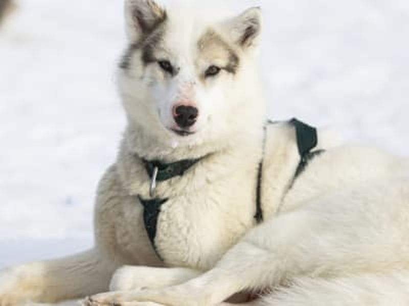 Visite d'un élevage de huskys et rencontre avec des chiens de traîneau à Ilulissat