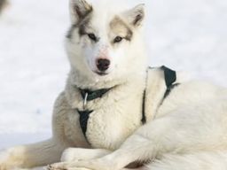 Visite d'un élevage de huskys et rencontre avec des chiens de traîneau à Ilulissat