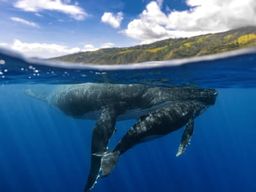 Observation des baleines à bosse à Tahiti depuis Puna'auia