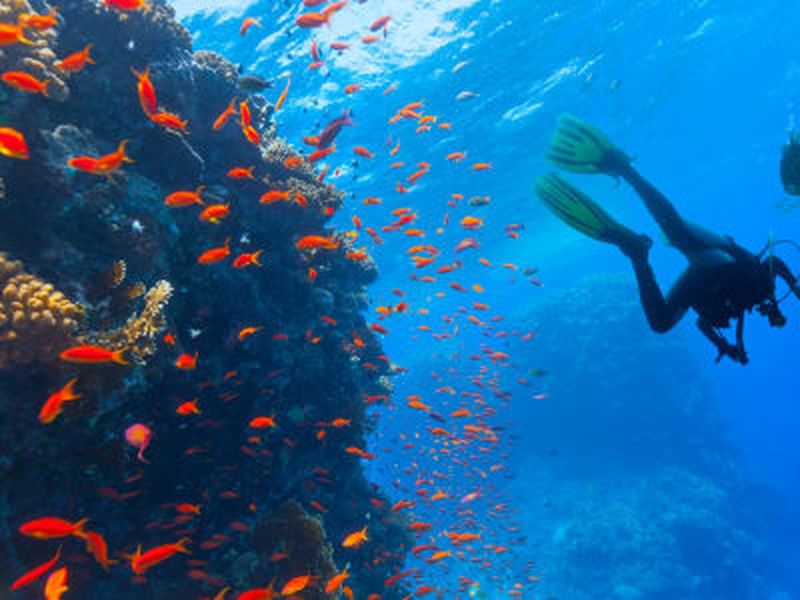 Plongées exploration guidées dans la baie de Saint-Leu à La Réunion