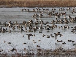 Randonnée guidée et observation des oiseaux et phoques en Baie en Somme