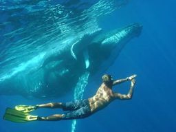 Safari Baleines sur l'île de Mayotte