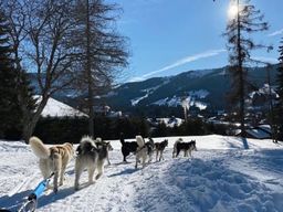 Excursion en chiens de traîneau à Saint-Gervais-les-Bains, Evasion Mont-Blanc
