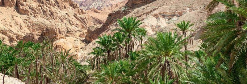 Excursion à Chebika, Tamerza et Midès