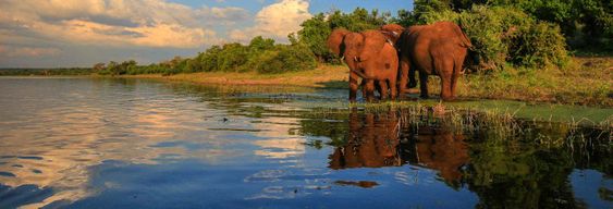 Safari privé dans le Parc national Kruger