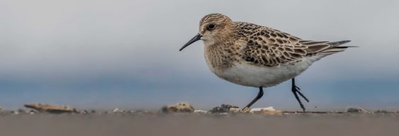 Observation d'oiseaux marins sur la côte de São Miguel