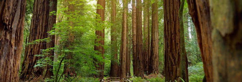 Excursion à Muir Woods & Sausalito