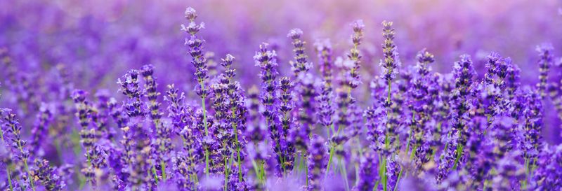 Visite de la Maison de la Lavande