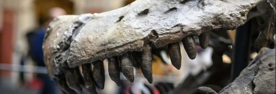 Billet pour le musée d'histoire naturelle avec audioguide