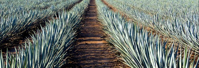 Excursion à Tequila
