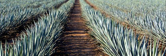 Excursion à Tequila