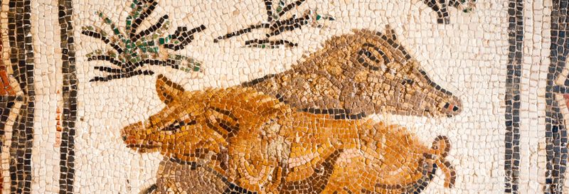 Visite guidée du Musée du Bardo et de la Médina de Tunis