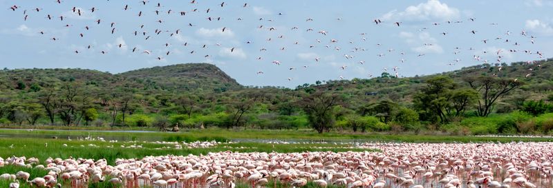Excursion privée de 2 jours au lac Bogoria