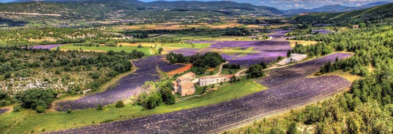Excursion dans les champs de lavande du Luberon
