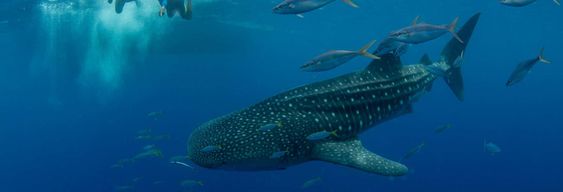 Nage avec les requins-baleines à Puerto Princesa