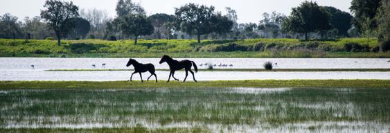 Visite guidée du Parc National de Doñana