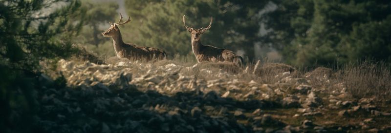 Visite du Parc des Sierras de Cazorla, Segura et Las Villas