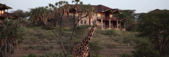 Safari privé de 2 ou 3 jours dans la réserve nationale de Samburu