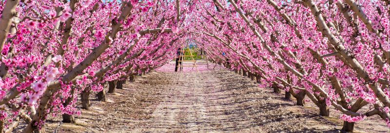 Visite à la découverte de la floraison de Cieza