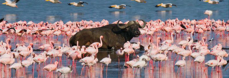 Safari de 5 jours à Masai Mara, au Lac Nakuru et au Parc national d'Aberdare