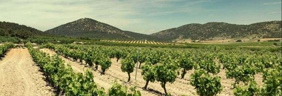 Visite du domaine viticole Balcona