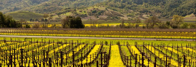 Visite à la découverte du vin à Napa et Sonoma Valley