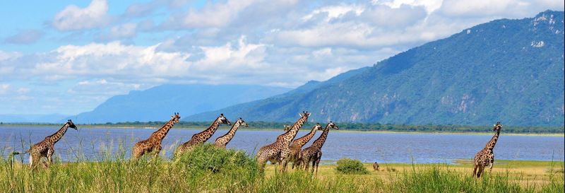 Safari au Lac Manyara