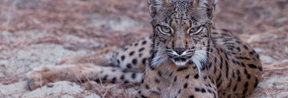 Balade en 4x4 dans le parc de Doñana depuis El Rocío