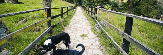 Randonnée vers le canyon de Combeima et Casa Loma