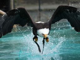 Billet pour l'Aquashow (29)