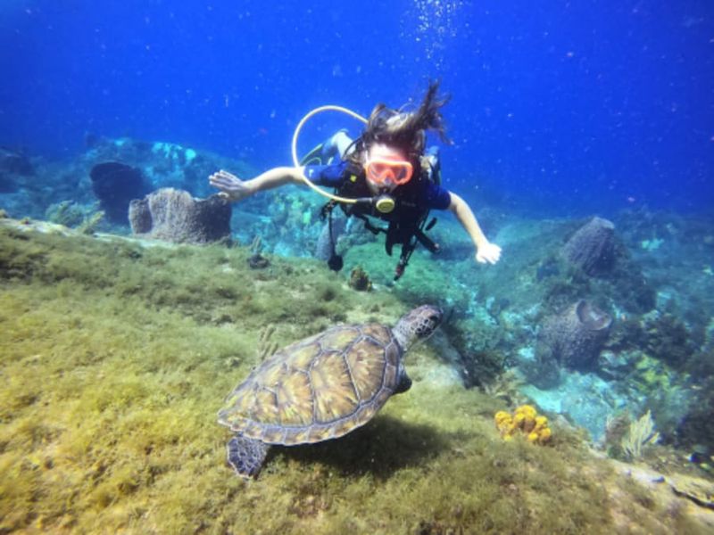 Plongée sous-marine et catamaran aux Anses-d'Arlet (972)