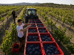 Visite & dégustation de vins au domaine de la Selve (07)