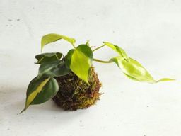 Atelier kokedama à Villeurbanne (69)